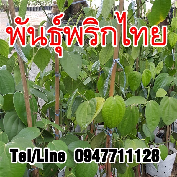 ขายส่งต้นพันธุ์พริกไทย ราคาถูก จัดส่งทั่วประเทศ | ฟามสุข - คลองหลวง ปทุมธานี