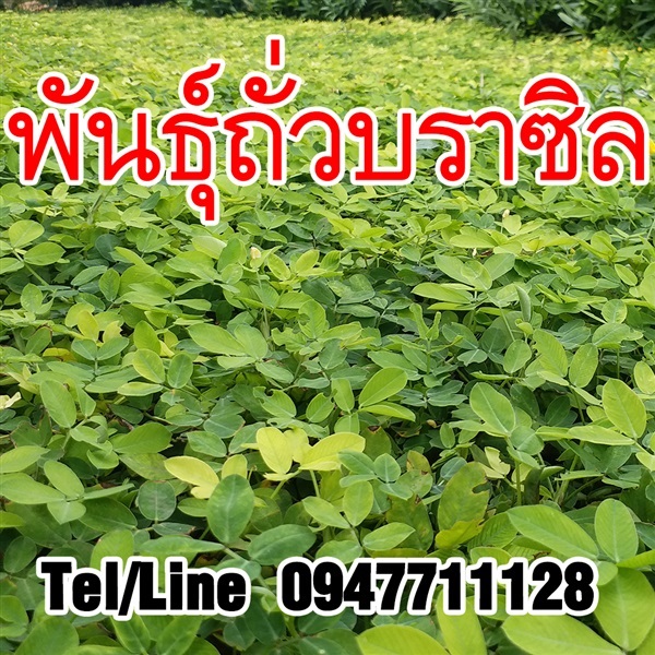 ขายเมล็ดพันธุ์ถั่วบราซิล ราคาถูก จัดส่งทั่วประเทศ