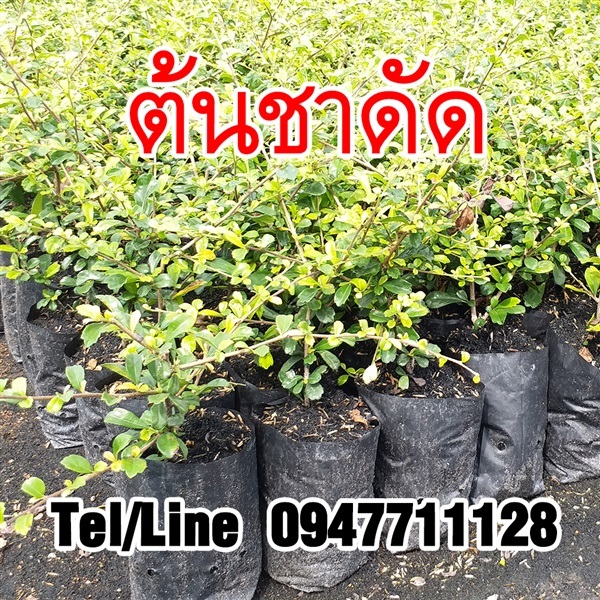 ขายส่งต้นชาฮกเกี้ยน (ชาดัด) ราคาถูก จัดส่งทั่วประเทศ | ฟามสุข - คลองหลวง ปทุมธานี