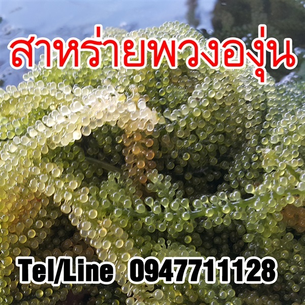 ขายส่งสาหร่ายพวงองุ่น ราคาถูก