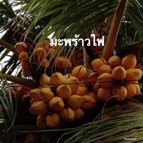 พันธุ์มะพร้าวไฟ ส่งเก็บปลายทาง | วรรณพันธุ์ไม้ - เมืองตรัง ตรัง