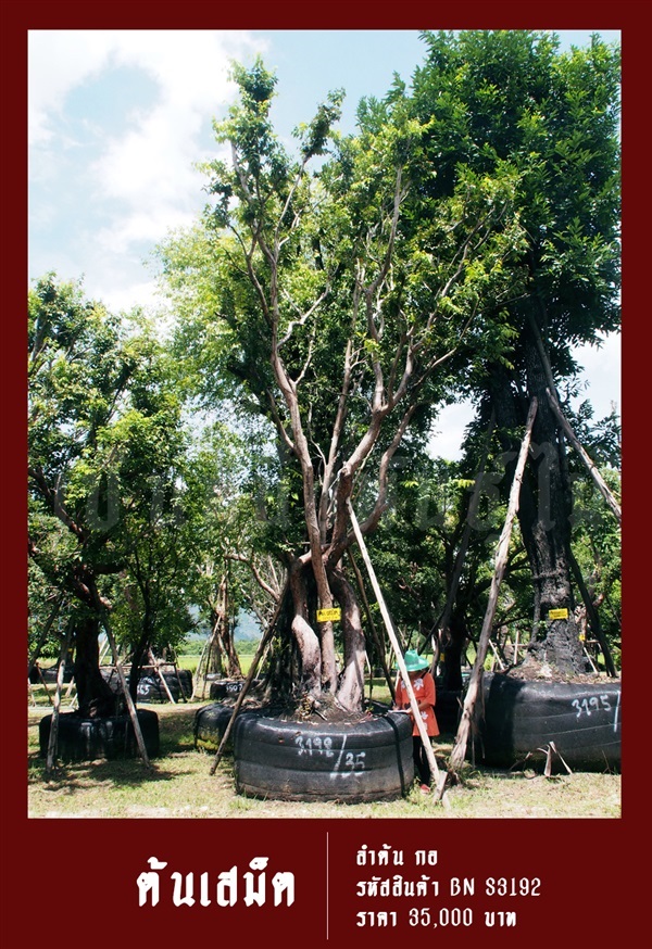 ต้นเสม็ด NO.3192 | สวนเป็นหนึ่งพันธุ์ไม้ - วัฒนา กรุงเทพมหานคร
