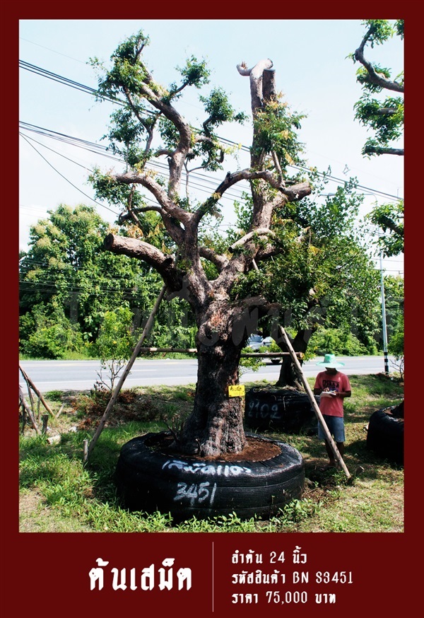 ต้นเสม็ด NO.3451 | สวนเป็นหนึ่งพันธุ์ไม้ - วัฒนา กรุงเทพมหานคร
