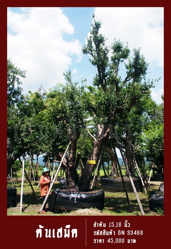 ต้นเสม็ด NO.3468 | สวนเป็นหนึ่งพันธุ์ไม้ - วัฒนา กรุงเทพมหานคร