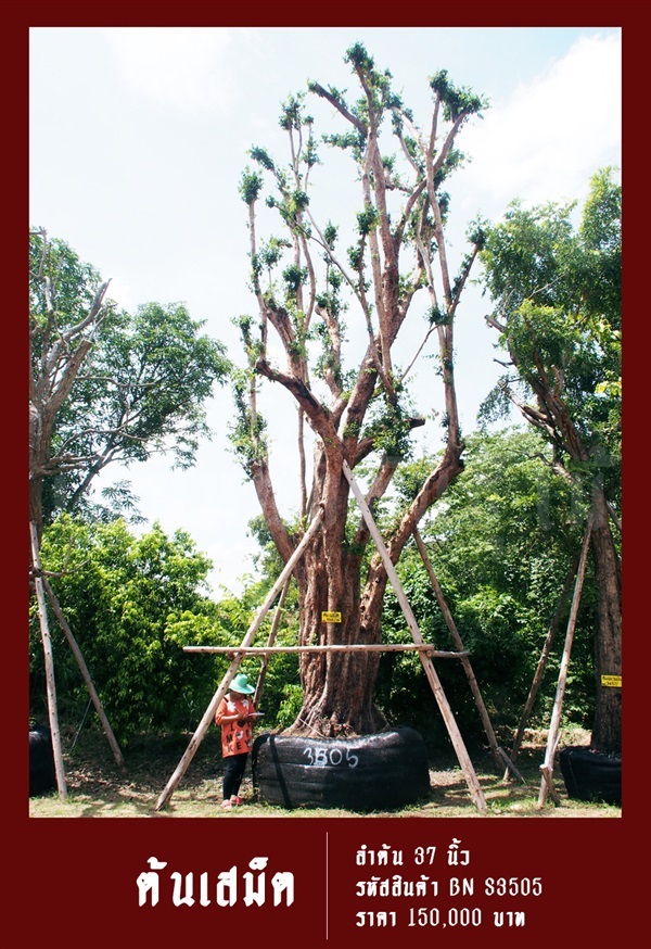 ต้นเสม็ด NO.3505 | สวนเป็นหนึ่งพันธุ์ไม้ - วัฒนา กรุงเทพมหานคร