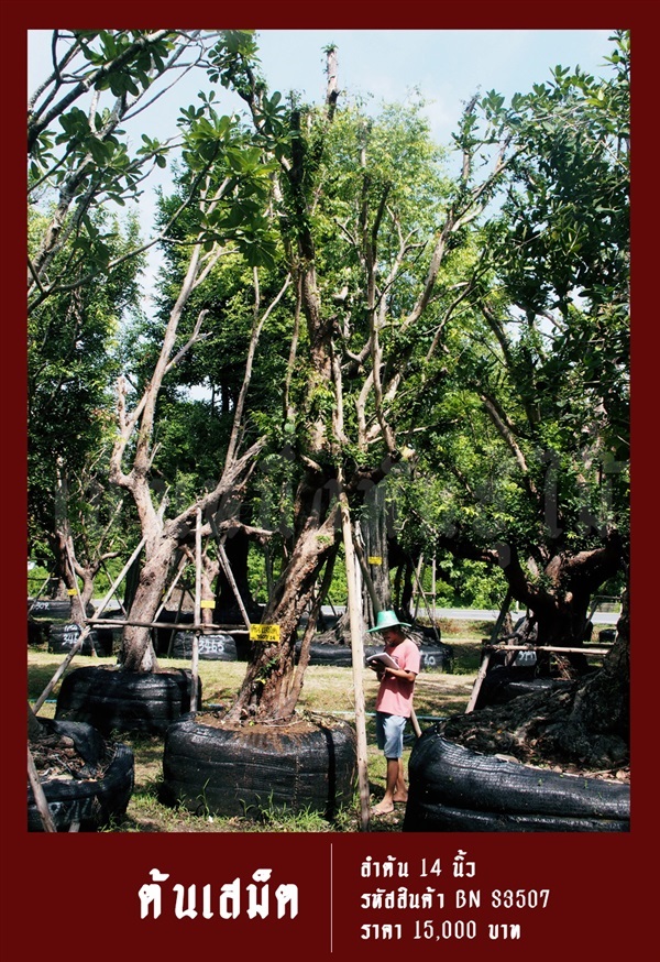 ต้นเสม็ด NO.3507 | สวนเป็นหนึ่งพันธุ์ไม้ - วัฒนา กรุงเทพมหานคร