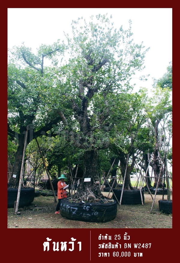 ต้นหว้า NO.2487 | สวนเป็นหนึ่งพันธุ์ไม้ - วัฒนา กรุงเทพมหานคร