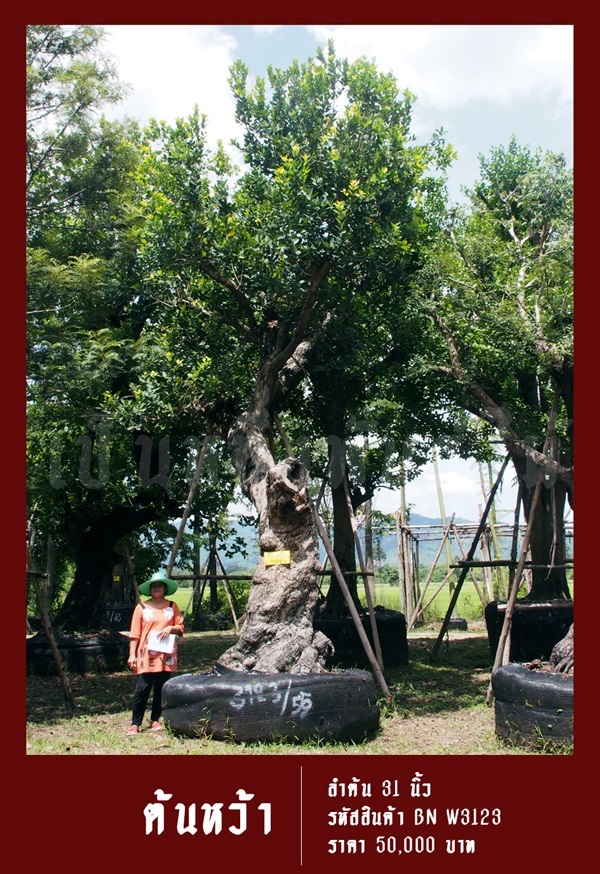 ต้นหว้า NO.3123 | สวนเป็นหนึ่งพันธุ์ไม้ - วัฒนา กรุงเทพมหานคร