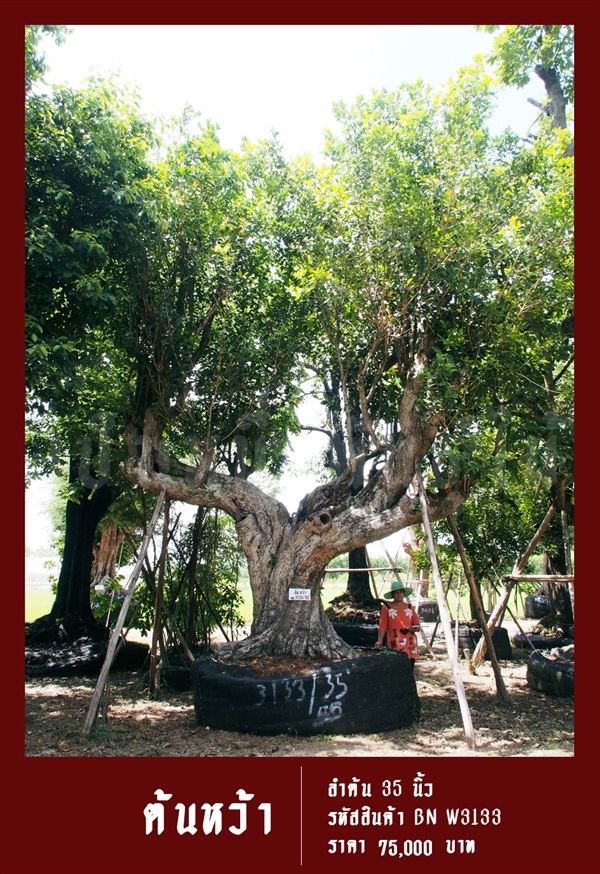 ต้นหว้า NO.3133 | สวนเป็นหนึ่งพันธุ์ไม้ - วัฒนา กรุงเทพมหานคร