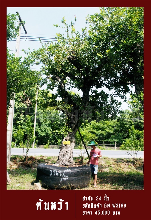 ต้นหว้า NO.3169 | สวนเป็นหนึ่งพันธุ์ไม้ - วัฒนา กรุงเทพมหานคร