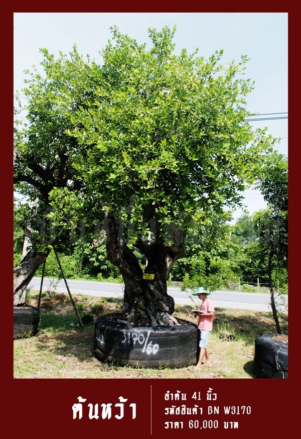 ต้นหว้า NO.3170 | สวนเป็นหนึ่งพันธุ์ไม้ - วัฒนา กรุงเทพมหานคร