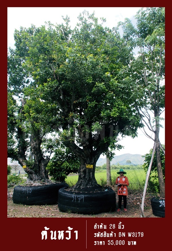 ต้นหว้า NO.3179 | สวนเป็นหนึ่งพันธุ์ไม้ - วัฒนา กรุงเทพมหานคร