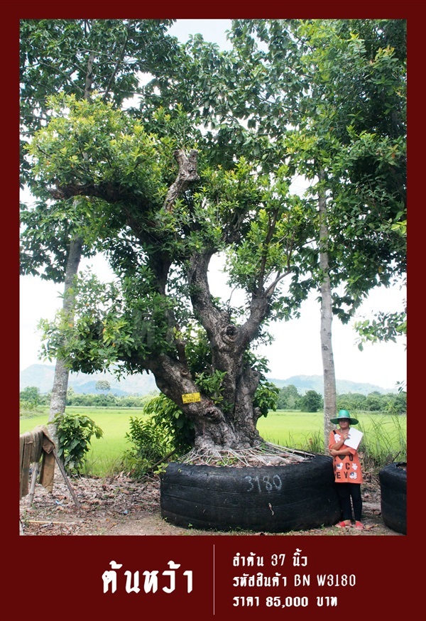 ต้นหว้า NO.3180 | สวนเป็นหนึ่งพันธุ์ไม้ - วัฒนา กรุงเทพมหานคร