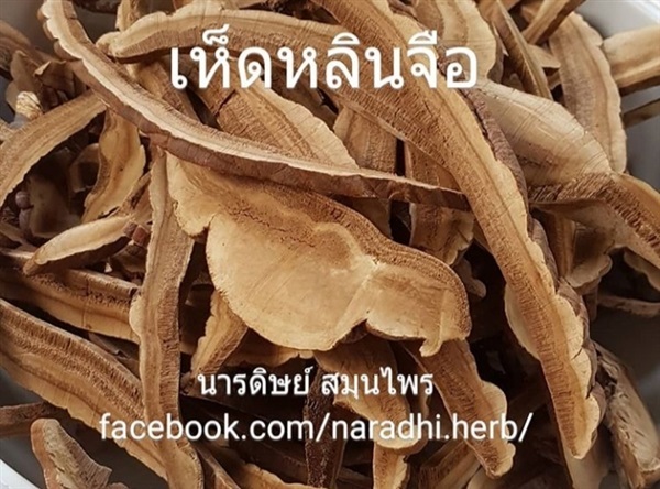 เห็ดหลินจือ เห็ดหลินจือแดง หลินจือ | นารดิษย์ สมุนไพร - คลองสามวา กรุงเทพมหานคร