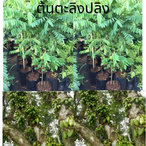 ต้นตะลิงปลิง | ห้างหุ้นส่วนจำกัด แกรนด์การ์เด้น พลัส - คลองหลวง ปทุมธานี