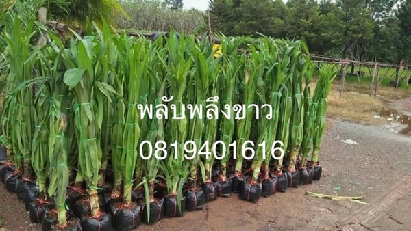 ต้นพลับพลึงขาว