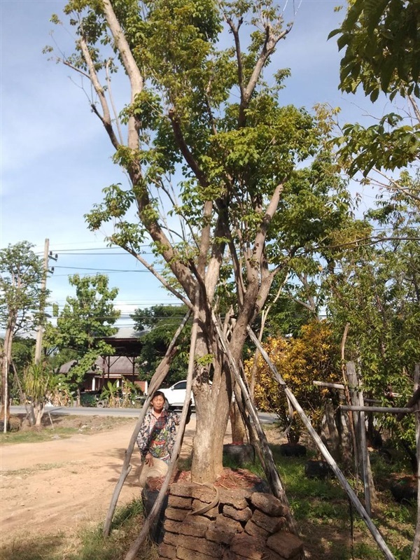 เหลืองอินเดีย | สวนกมลทิพย์ แม่ออน เชียงใหม่ - แม่ออน เชียงใหม่