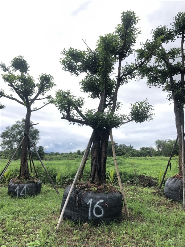 ต้นมั่งมี | สวนกมลทิพย์ แม่ออน เชียงใหม่ - แม่ออน เชียงใหม่