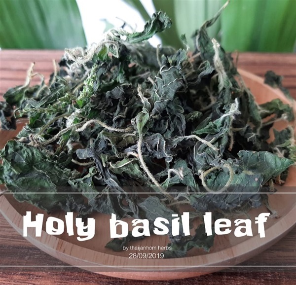 ใบกะเพรา (Holy basil leaf) | thaijanhomherbs - สามพราน นครปฐม