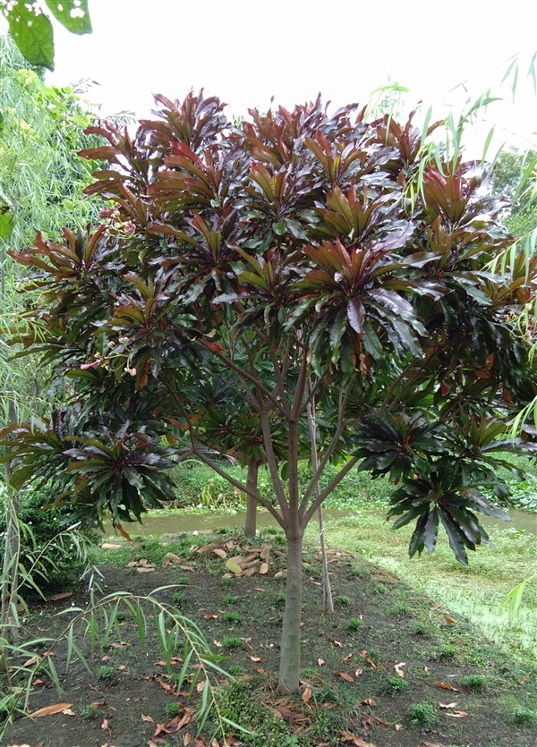 ต้นตีนเป็ด | ดรีมเดียร์การ์เด้น -  ปทุมธานี