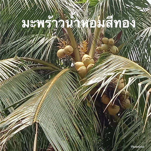 มะพร้าวนำ้หอมสีทอง | วรรณพันธุ์ไม้ - เมืองตรัง ตรัง