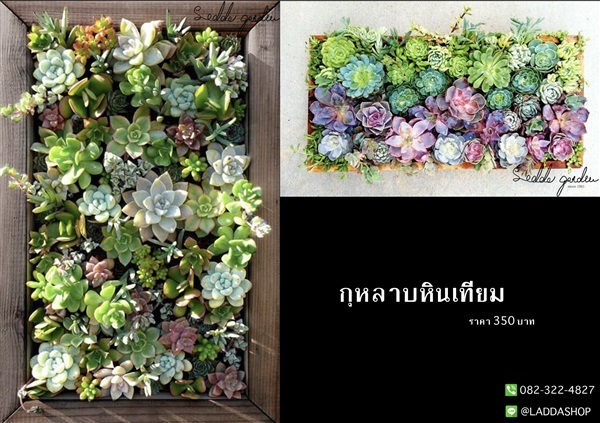 กุหลาบหินเทียม | laddagarden - ลาดหลุมแก้ว ปทุมธานี