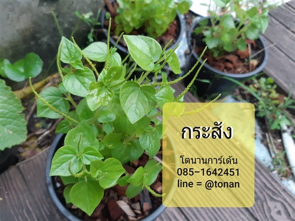 ต้นกระสัง | บ้านหญ้าหวาน โตนานการ์เด้น นนทบุรี - ปากเกร็ด นนทบุรี