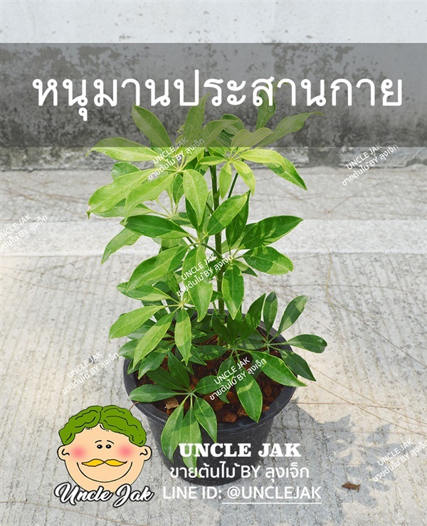 หนุมานประสานกาย(แก้หอบหืด) | Uncle Jak   - หนองแขม กรุงเทพมหานคร