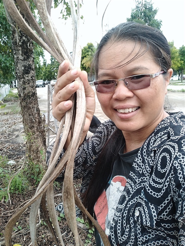 ขายเมล็ดแคนาพร้อมปลูกจำนวนมาก | เมล็ดพันธุ์ดี เกษตรวิถีไทย - เมืองระยอง ระยอง