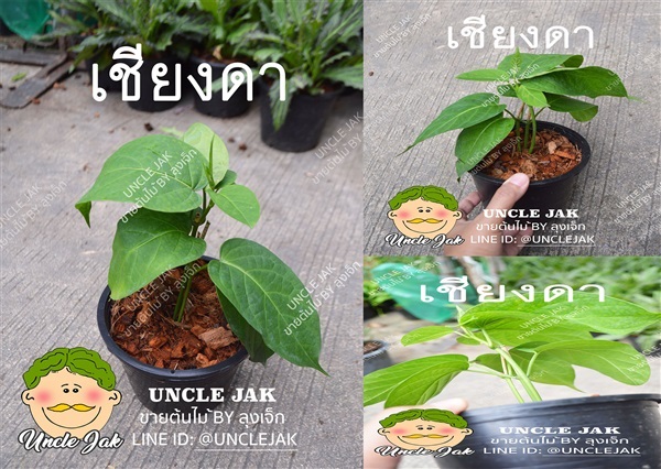 ผักเชียงดา กระถาง 6 นิ้ว  | Uncle Jak   - หนองแขม กรุงเทพมหานคร