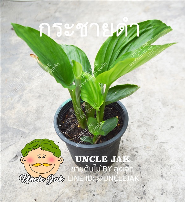 ต้นพันธุ์กระชายดำ มีรากพร้อมปลูก | Uncle Jak   - หนองแขม กรุงเทพมหานคร