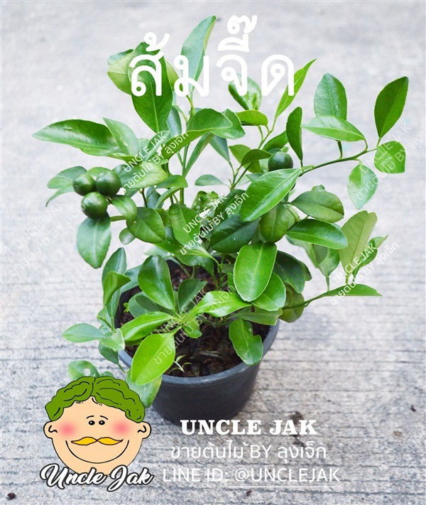 ส้มจี๊ดกระถาง5-11 นิ้ว ไม้มงคล กินได้ ประดับได้  | Uncle Jak   - หนองแขม กรุงเทพมหานคร