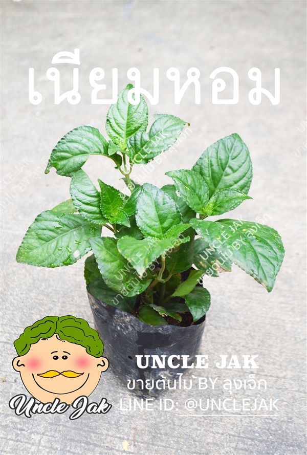 เนียมหอม เนียมอ้ม | Uncle Jak   - หนองแขม กรุงเทพมหานคร