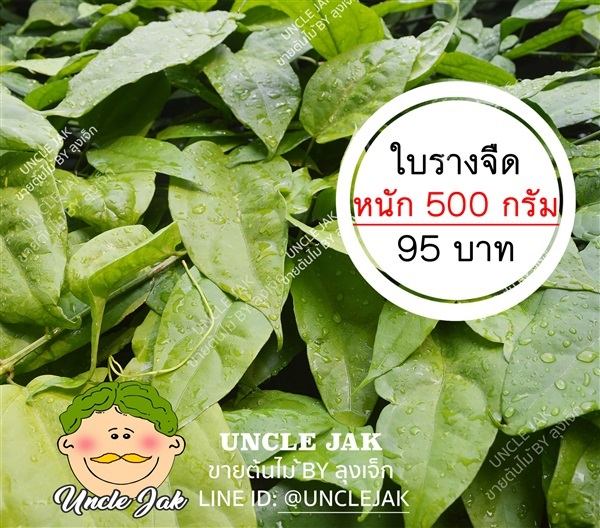 ใบรางจืดสด 500 กรัม  | Uncle Jak   - หนองแขม กรุงเทพมหานคร