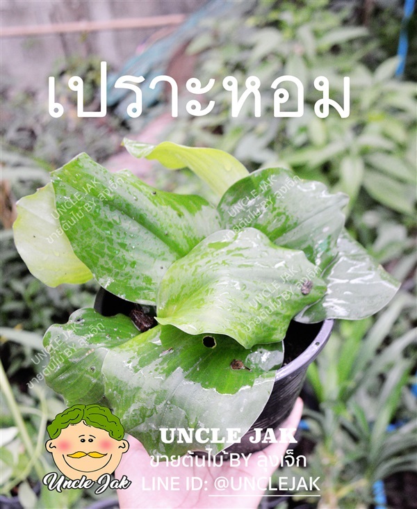 เปราะหอม  | Uncle Jak   - หนองแขม กรุงเทพมหานคร