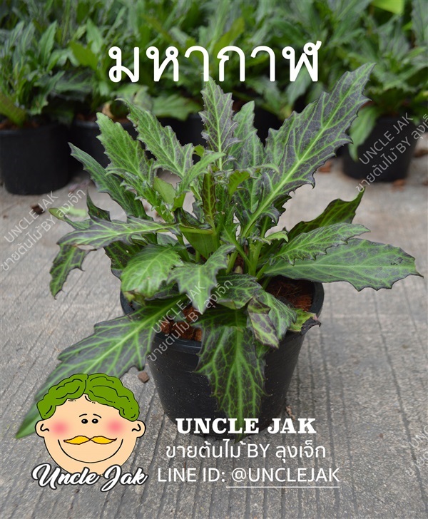 ว่านมหากาฬ | Uncle Jak   - หนองแขม กรุงเทพมหานคร