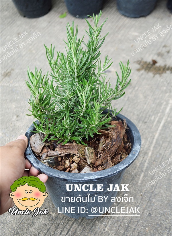 โรสแมรี่พุ่มตรง กระถาง 6กับ กระถาง8นิ้ว | Uncle Jak   - หนองแขม กรุงเทพมหานคร