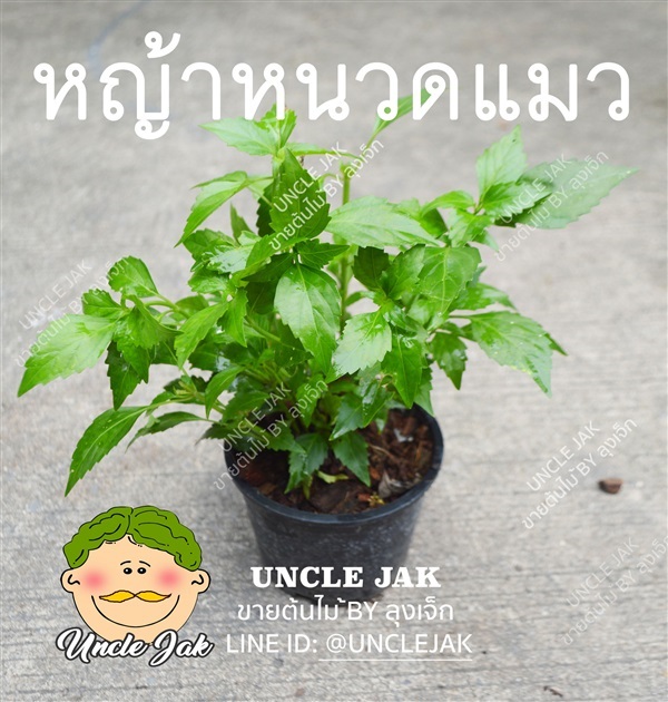 หญ้าหนวดแมว (สมุนไพร ขับปัสสวะและนิ่ว) | Uncle Jak   - หนองแขม กรุงเทพมหานคร