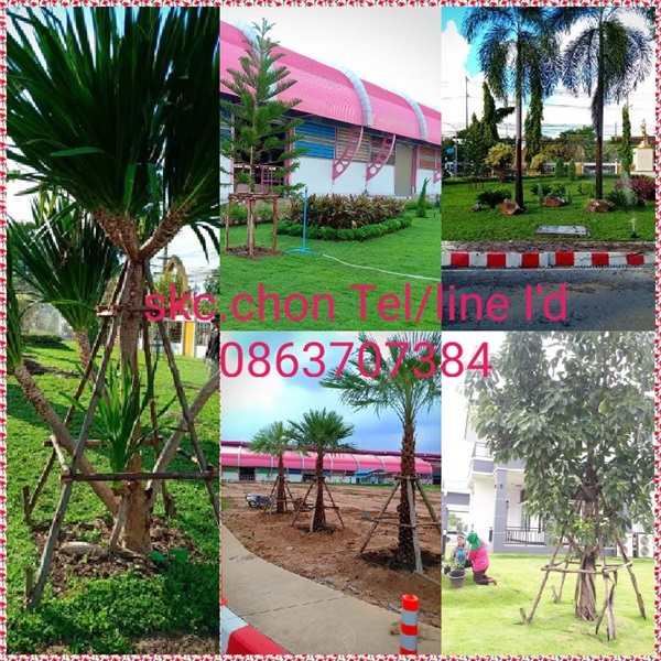 รับจ้างปลูกต้นไม้ใหญ่ราคาถูก | SKC Chonburi - เมืองชลบุรี ชลบุรี