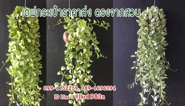 เดปใบรี เดปใบด่าง เดปใบเขียว เดปแต่งสวนแนวตั้ง ต้นเดป เดป | บ้านทำไม้ - พุทธมณฑล นครปฐม