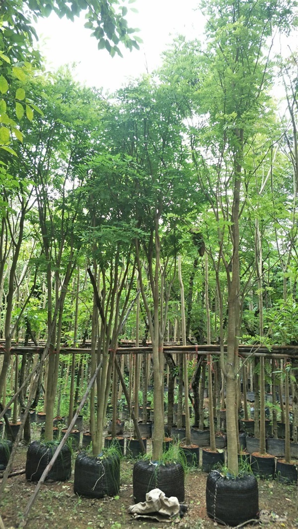 กระพี้จั่น | สวน สมศรี ไม้ประดับ - เมืองปราจีนบุรี ปราจีนบุรี