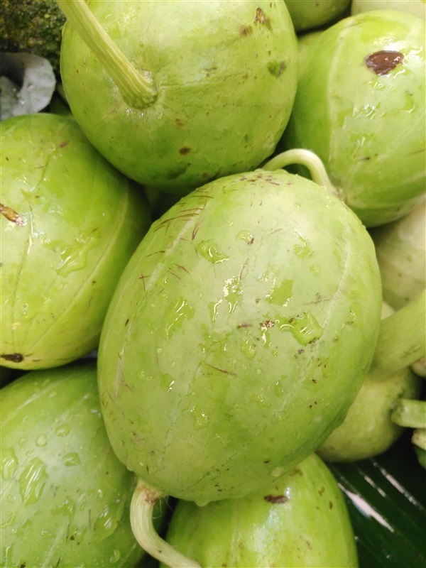 ขายเมล็ดพร้อมเพาะแตงโมอ่อน | เมล็ดพันธุ์ดี เกษตรวิถีไทย - เมืองระยอง ระยอง