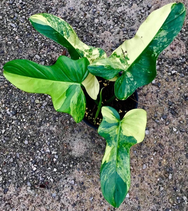 พิโล ไวโอลิน ด่าง | อัญชัน seeds - สวนหลวง กรุงเทพมหานคร