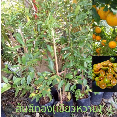ต้นส้มเขียวหวาน(ส้มสีทอง) | ห้างหุ้นส่วนจำกัด แกรนด์การ์เด้น พลัส - คลองหลวง ปทุมธานี