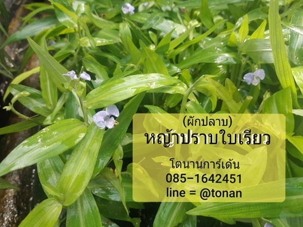 ผักปลาบใบเรียว | บ้านหญ้าหวาน โตนานการ์เด้น นนทบุรี - ปากเกร็ด นนทบุรี