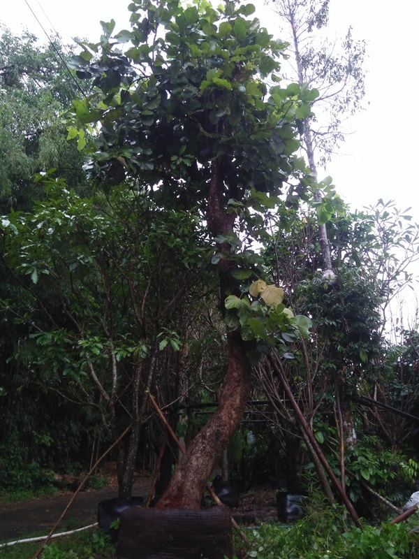ต้นทองกวาว | นัฐชา พันธุ์ไม้ - เมืองปราจีนบุรี ปราจีนบุรี