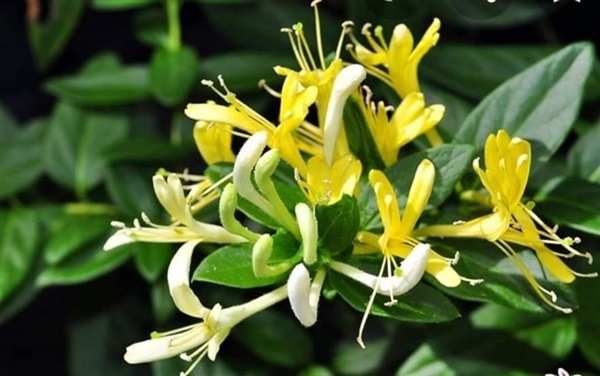 #จำหน่ายต้นสายน้ำผึ้ง ดอกมีกลิ่นหอมมาก  | Drenglish Garden มหาสารคาม - กันทรวิชัย มหาสารคาม