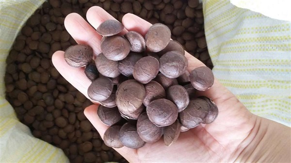 เมล็ดพันธุ์ถั่วดาวอินคา 20 เมล็ด - Inca peanut seed | Figs - เมืองนครสวรรค์ นครสวรรค์