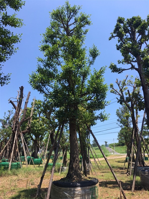 ต้นมั่งมี | สวนพี&เอ็มเจริญทรัพย์พันธ์ุไม้ - แก่งคอย สระบุรี