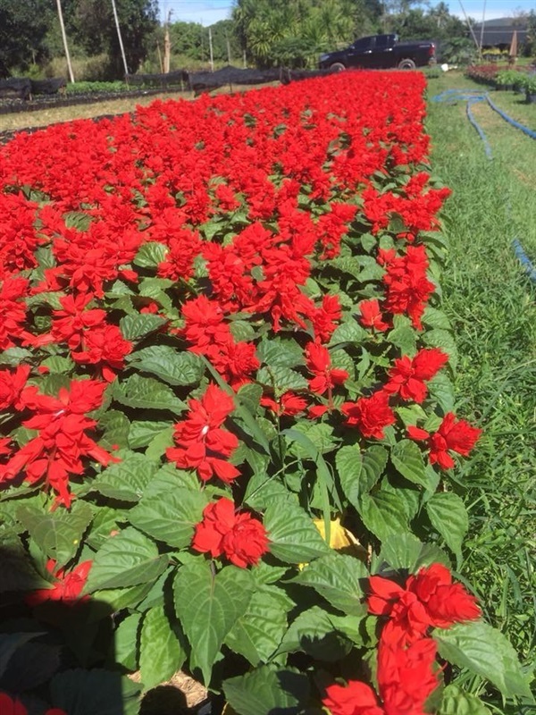 ซัลเวียแดง | สวนชานนท์ไม้ดอกภูเรือ - ด่านซ้าย เลย